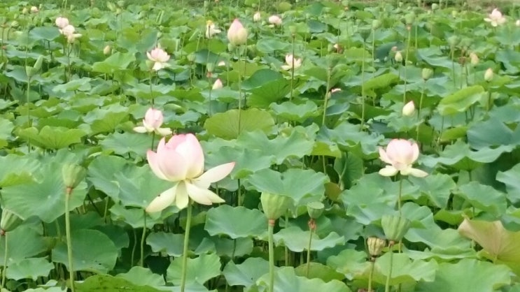  여름 하얀구름 연꽃.분홍노을빛 연꽃잎 하늘하늘 달콤한 향기 그윽.벌과 나비 꿀이 흐르는 땅.영원을 그리는 씨를 맺는다.약속.