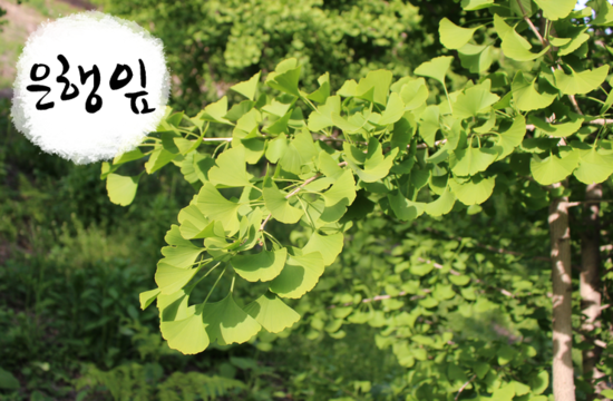  은행잎 판매합니다. -청옥산농원-