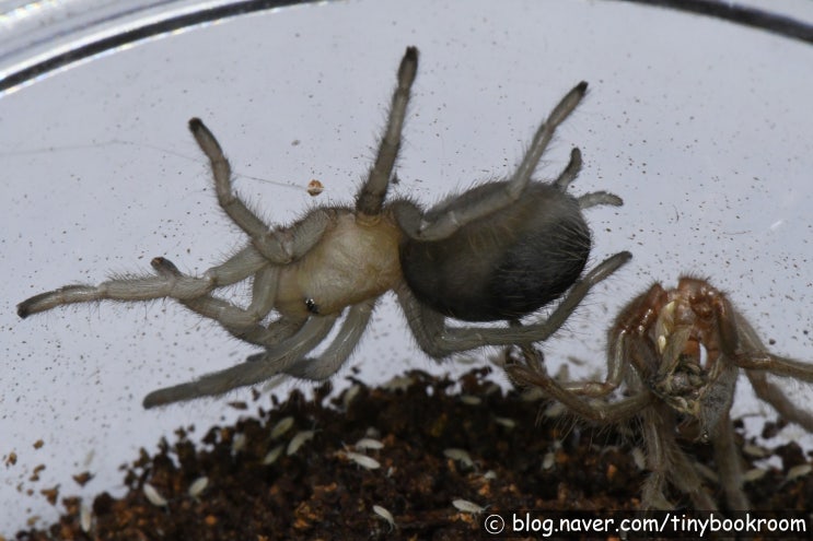 텍사스 탄 암컷 탈피 Aphonopelma anax