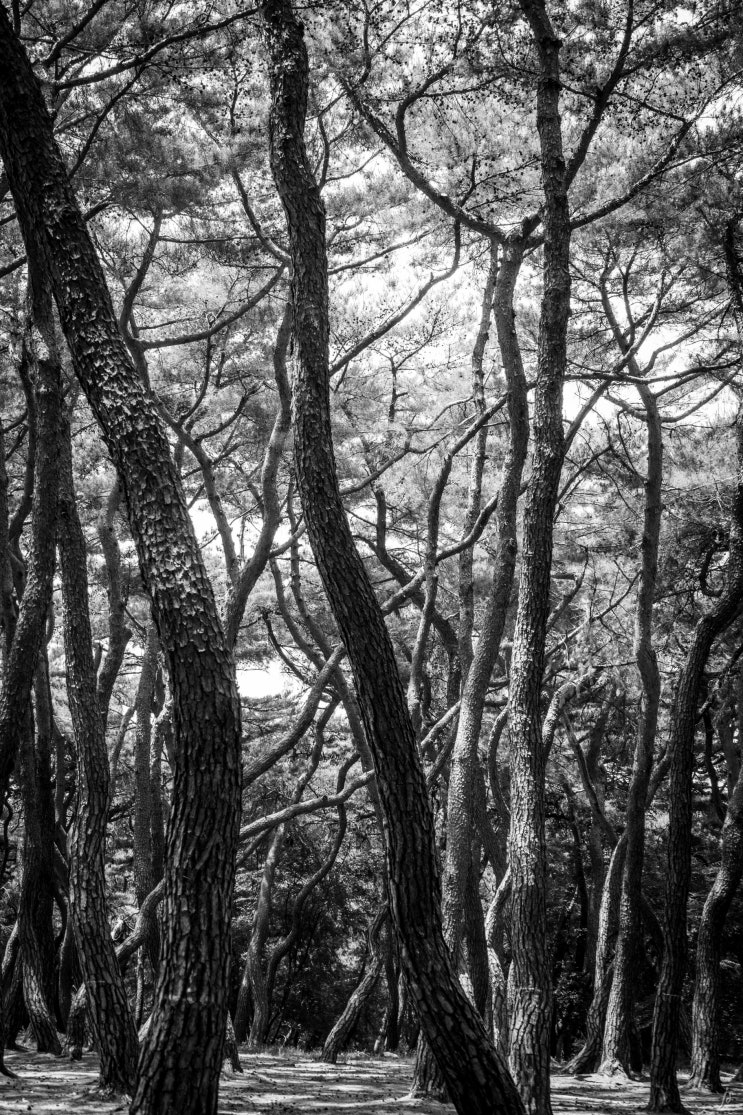 [경주 기행 24] 감히, 아름다움 - 삼릉 소나무 숲