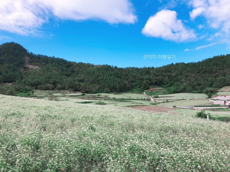  전국투어 > 3일차 #장흥 / 영화 천년학 촬영지 / 장흥 선학동마을 메밀밭 / 장흥 문학여행 / 장흥 메밀밭