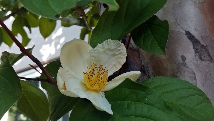 여름동백꽃이 피었습니다 (노각나무)