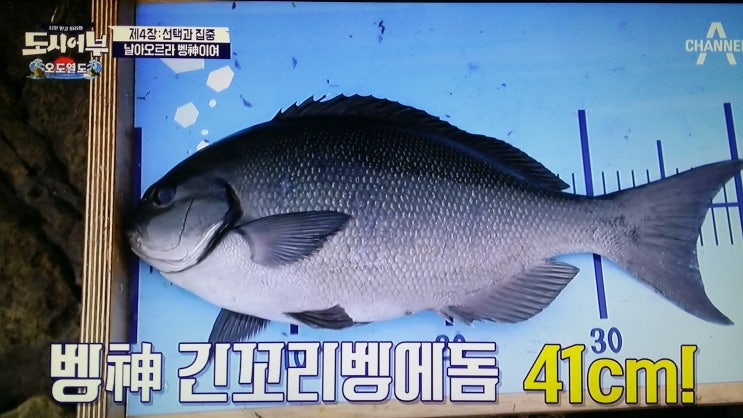  [도시어부 97회] 오도열도 4번째 대결에서 진가를 보여준 박진철 프로