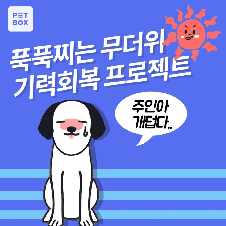  덥다더워...ㅠㅠ 우리 댕댕이 더위 극복 프로젝트!