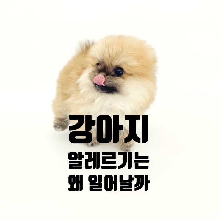  강아지 알러지 어떻게 해줘야할까? 강아지 알레르기 알아봐요~