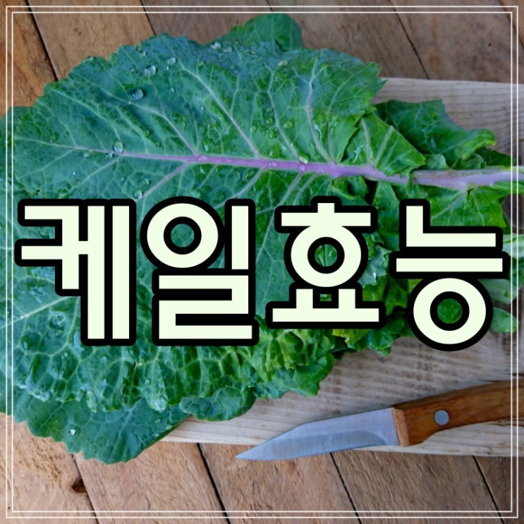  케일효능 아무도 몰랐던 10가지