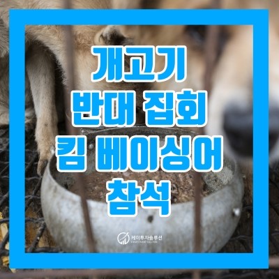 [자투리 뉴스] 개고기 반대 집회 킴 베이싱어 참석