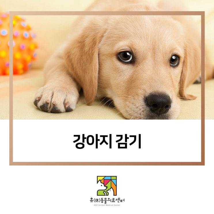  부산동물병원 강아지 여름 감기 걸릴까요?