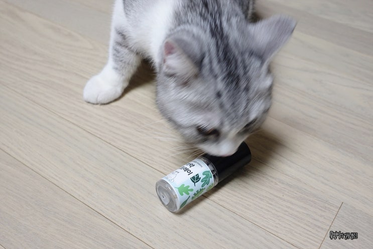  정글몬스터 고양이 마약스프레이 마따따비스프레이로 스트레스 해소~