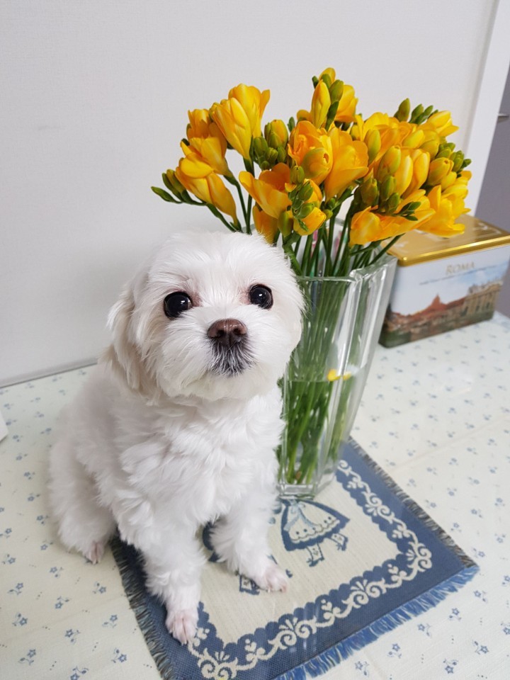  쪼의 귀여운 동물농장 보실래요  ~ ? ㅋㅋ