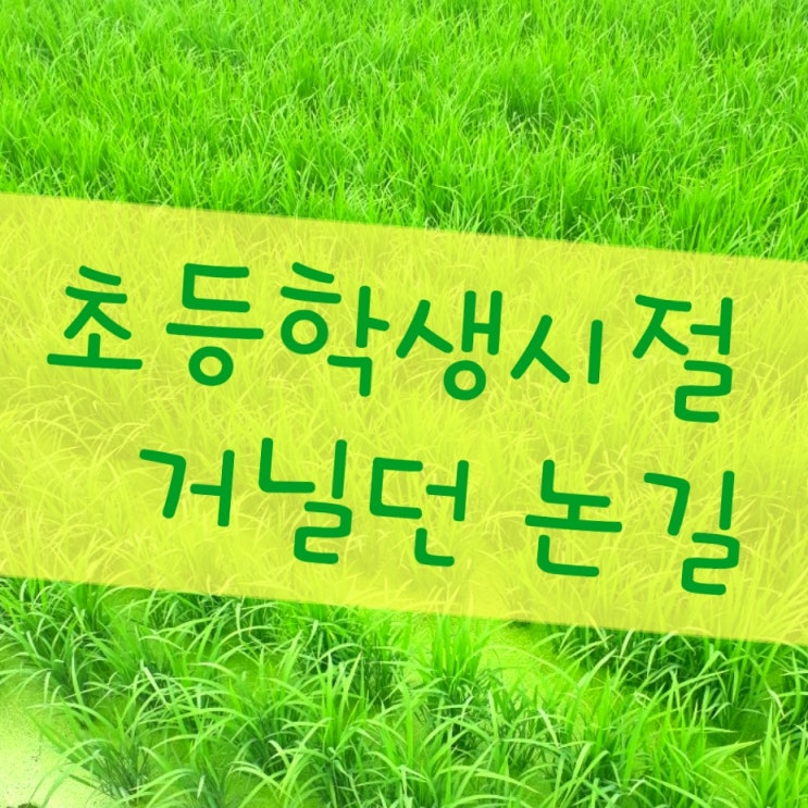  초등학생 시절 거닐던 논길 찰칵
