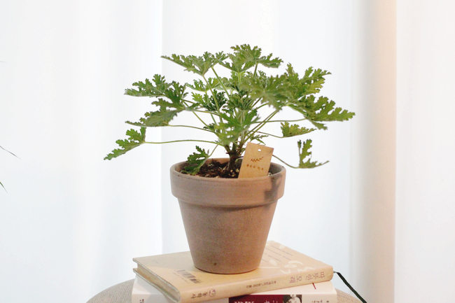  구문초/로즈레라륨 (rose geranium) : 뜻밖의 행복 식물일기 #G-01