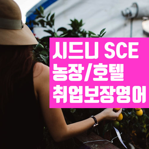  시드니 추천 영어 학원 : SCE 농장/공장/호텔 취업 보장 영어 - 호주 워홀비자 추천 영어 과정
