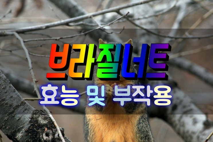  셀레늄 폭탄 블라질너트 효능 및 부작용 챙기기