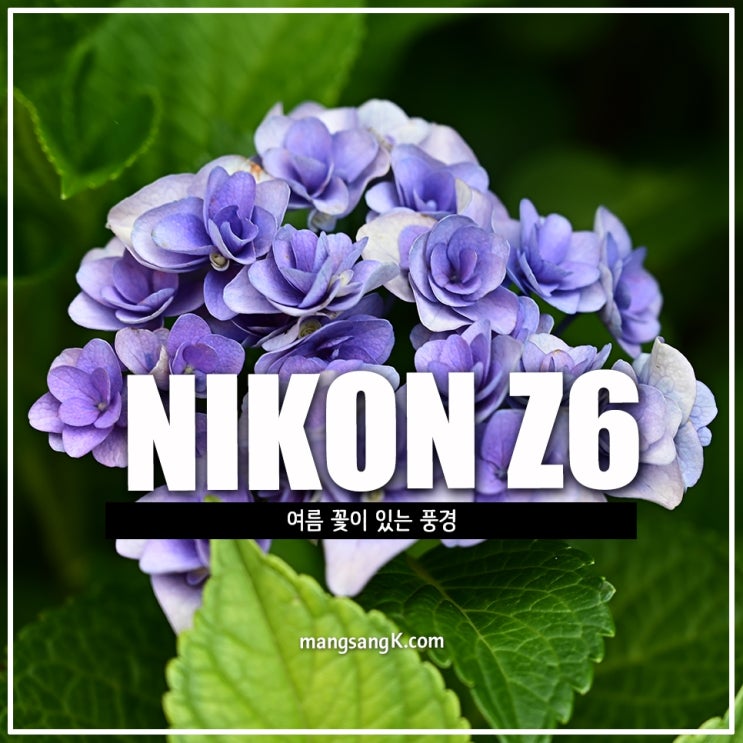 미러리스카메라 니콘 Z6 여름 꽃 사진 잘 찍는 방법