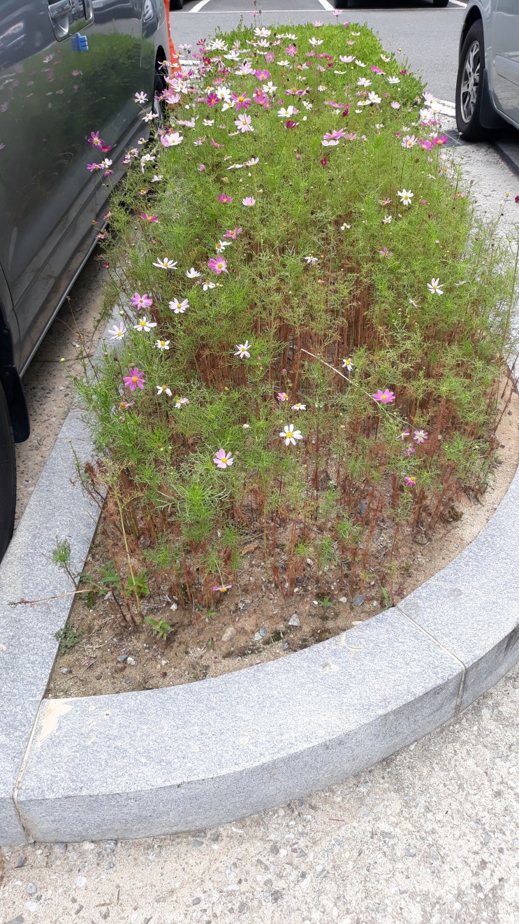  대전지방경찰청도배장판시공