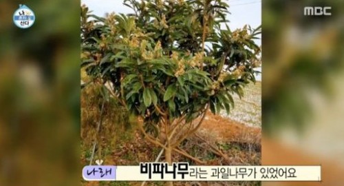  '나혼자산다' 박나래, 비파나무 열매로 비파술과 비파잼 만들기...레시피는?