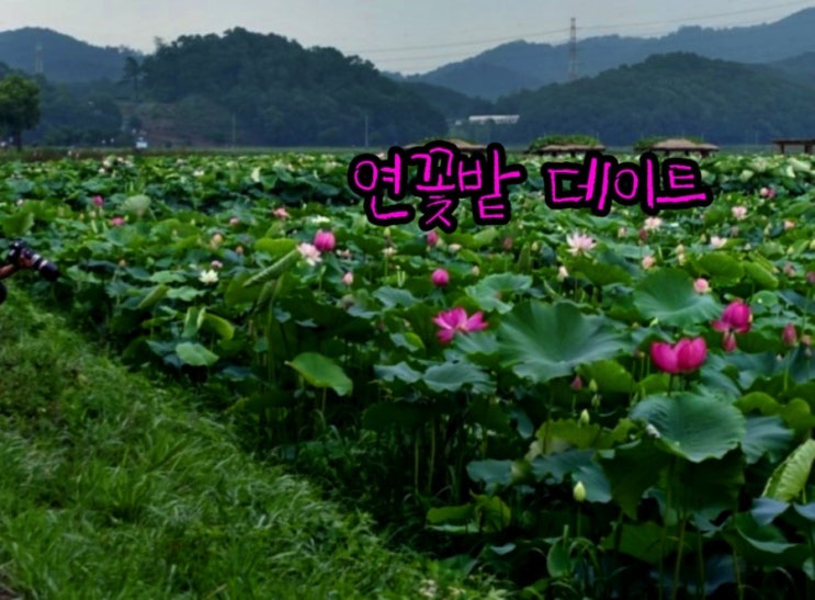  오늘의 날씨  비오는주말  가까운  연꽃밭으로 loving drive를  떠나자