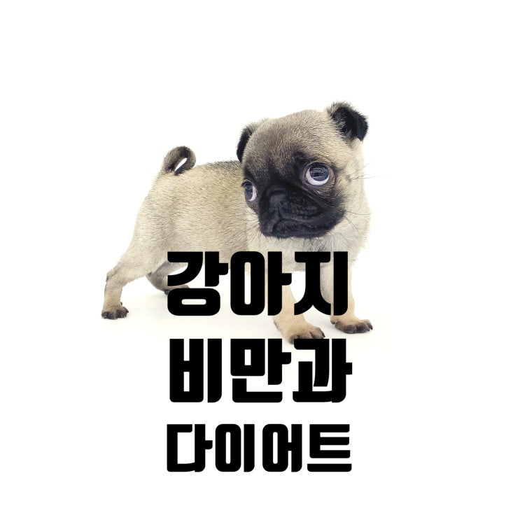  강아지 비만, 다이어트 어떻게 해야할까요?