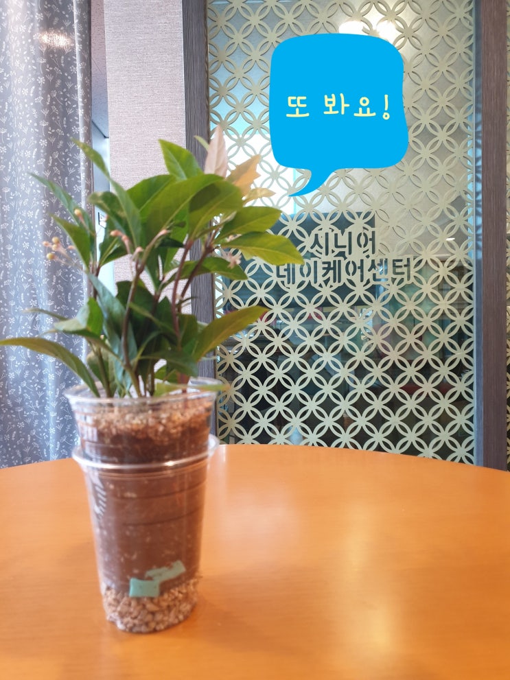 〔광명노인주간보호센터〕시니어데이케어주은광명센터/초복/삼계탕/사회적응훈련/원예활동/산호수심기/