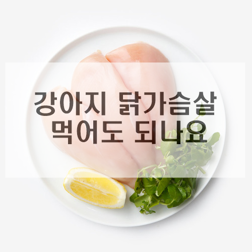  강아지 닭 가슴살 먹어도 되나요?
