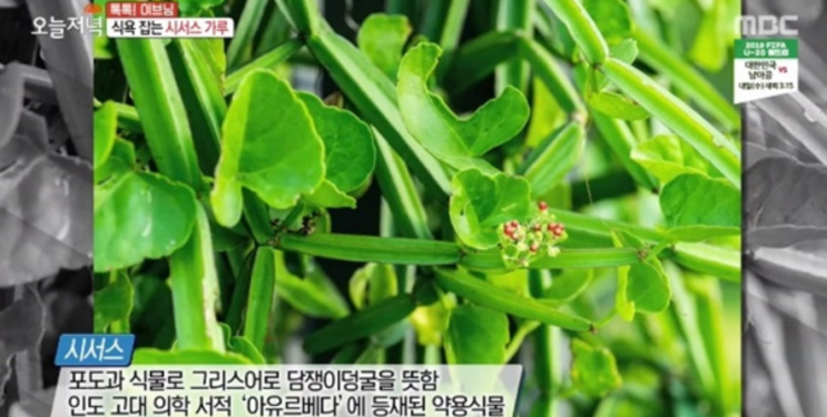  시서스 다이어트는 과학적 근거 부족, 오히려 뼈 건강에 좋을 수 있어
