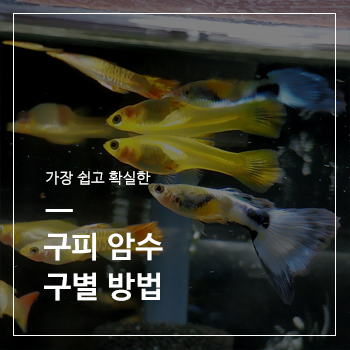  가장 쉽고 확실한 구피 암수 구별 방법
