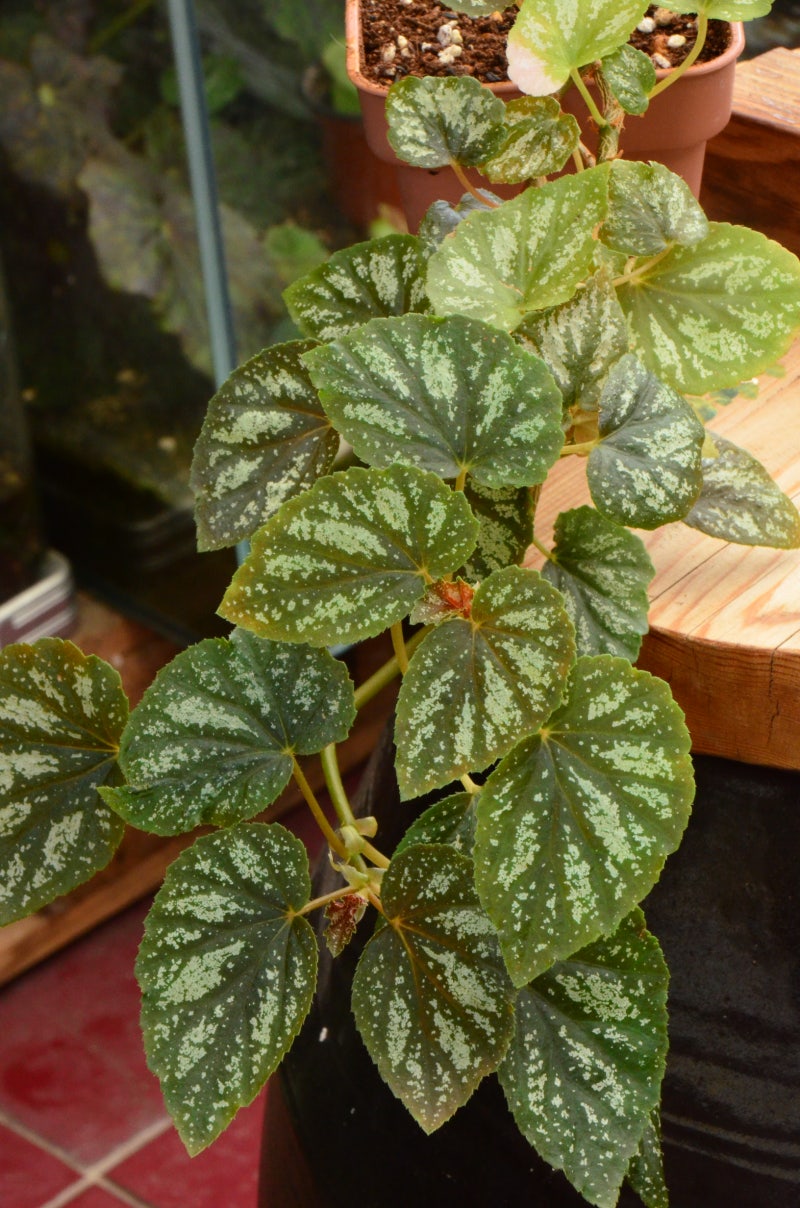 Begonia ㅡu168 네이버 블로그