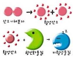 산화,항산화란? & 항산화 네트워크란 무엇인가? 산화,항산화란? & 항산화 네트워크란 무엇인가?
