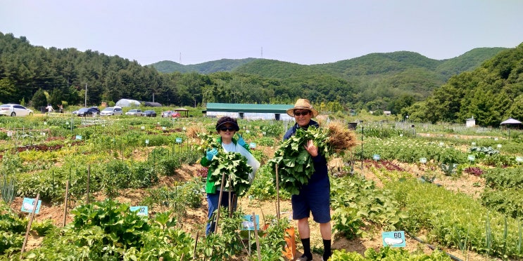 [주말농장] 함께서울 주말농장 , 송파구 솔이텃밭 5월~7월 드디어 감자수확!