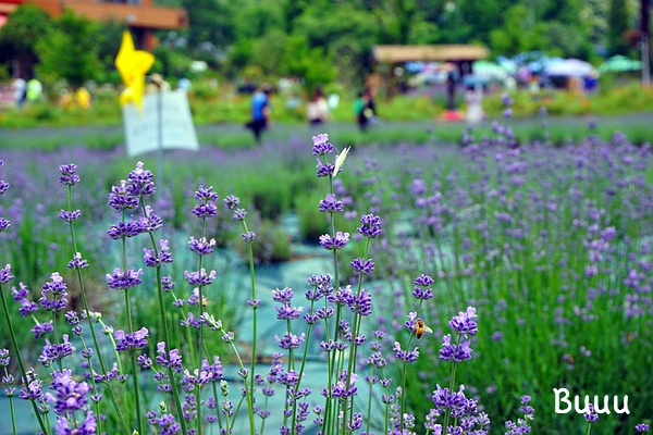 전남 6월 꽃 축제 광양 사라실 라벤더