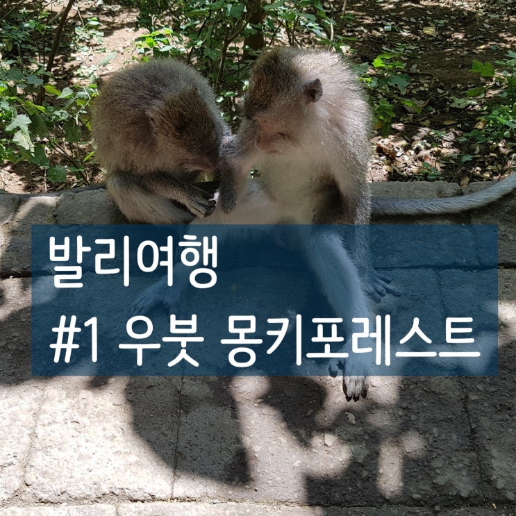  여자혼자발리여행 ) 우붓_#1. 우붓 가볼만한곳 ② 몽키포레스트