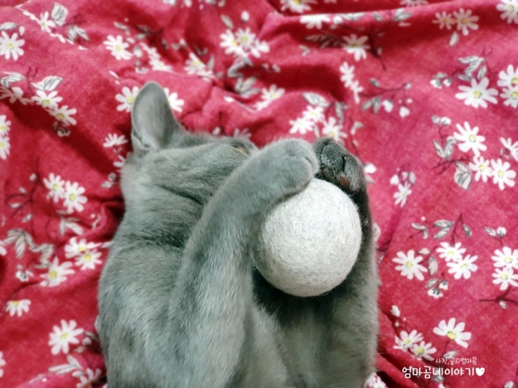 옥희독희 마약캣닢 포도의 고양이장난감