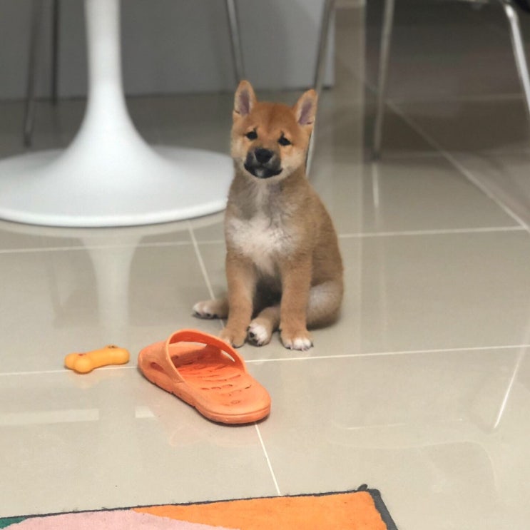  cc랜만에 일기
