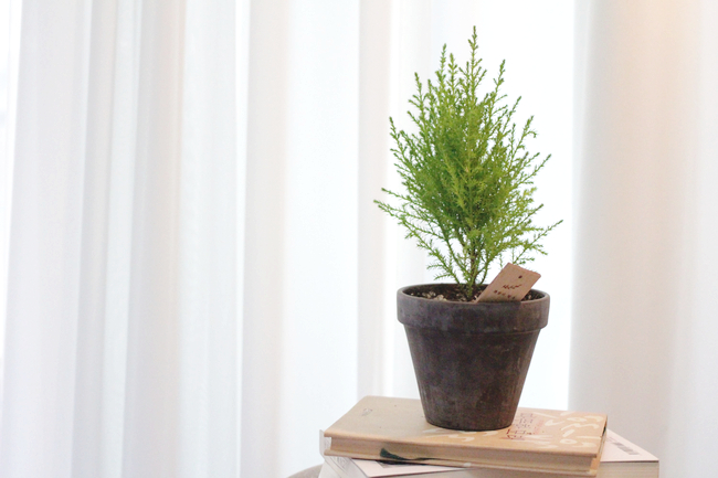  율마 ( Cupressus macrocarpa 'Wilma' ) : 뜻밖의 행복 식물일기 #W-01