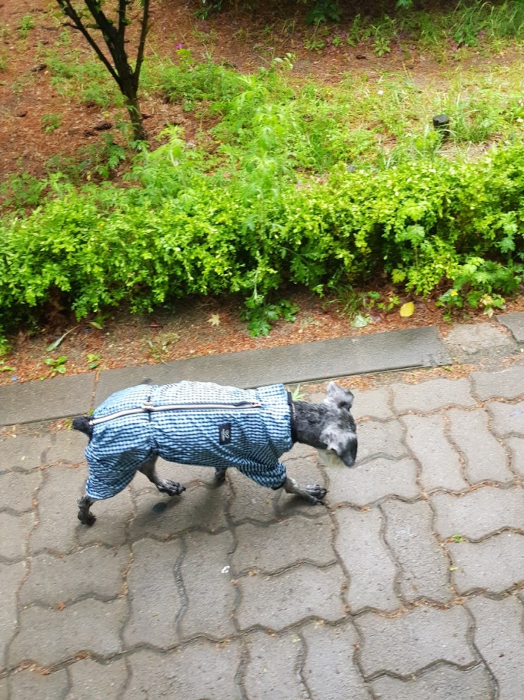  강아지 비올때 산책시키기