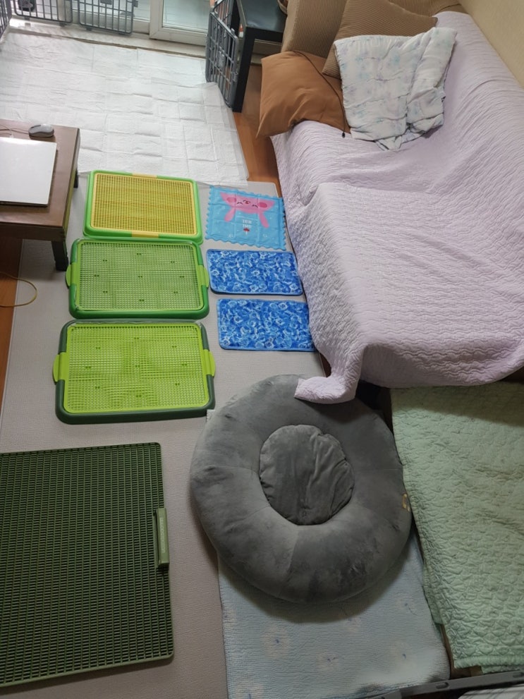  치매견 집에 혼자두기
