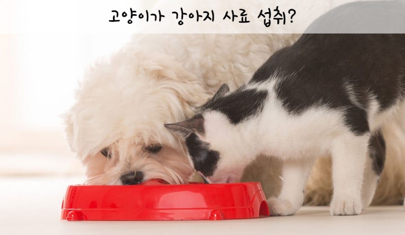 고양이사료 강아지가 먹어도? 고양이에게 강아지 사료? : 네이버 블로그