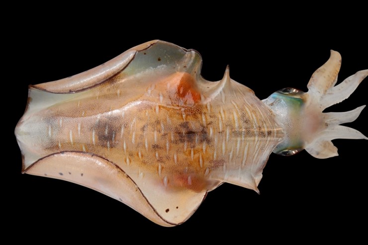 오징어 에깅 포인트, 에기의 변화 