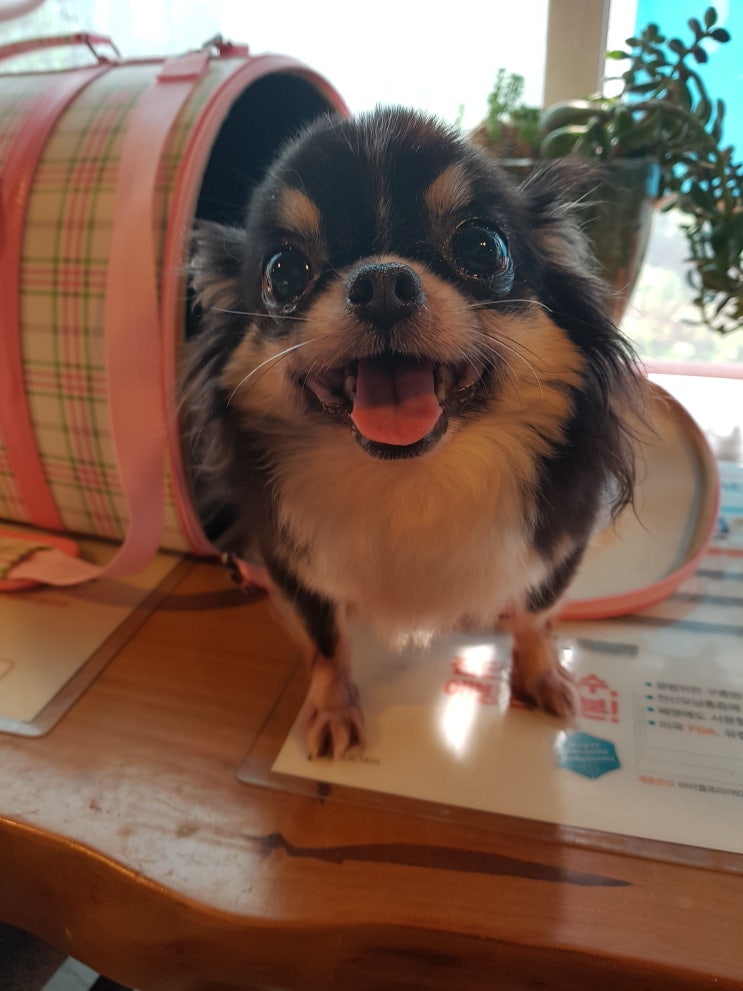  강아지가 새끼를 낳았어요