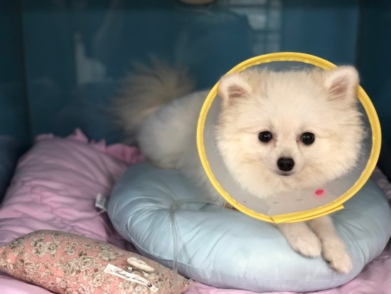  포메라니안 성대수술, 강아지가 심하게 짖어요