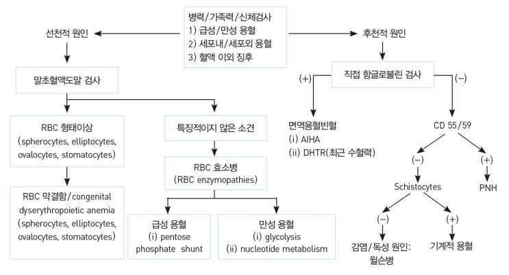  [혈액] 용혈 빈혈 - 원인, 분류, 임상양상(P/E 소견, 검사 소견), 진단 흐름도 - (리뷰01)