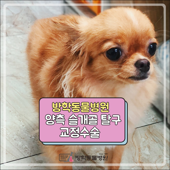  방학동물외과센터: 양측 슬개골 탈구 교정수술 치와와 '소미'