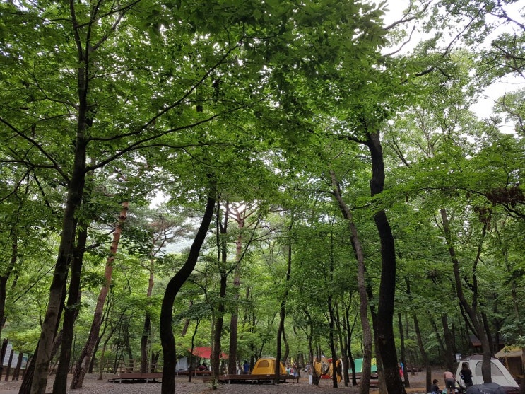  성주산자연휴양림 캠핑, 편백나무숲, 보령석탄박물관까지 대박!