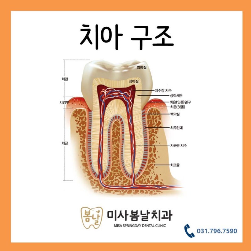 이빨 구조에 대해 알아볼까요 : 네이버 블로그