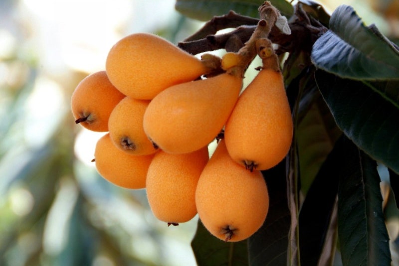 비파잎의 효능과 부작용, 먹는법