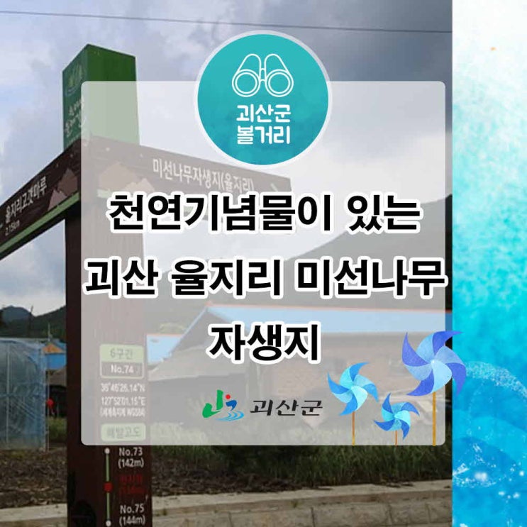  [괴산서포터즈]천연기념물이 있는 괴산 미선나무 자생지