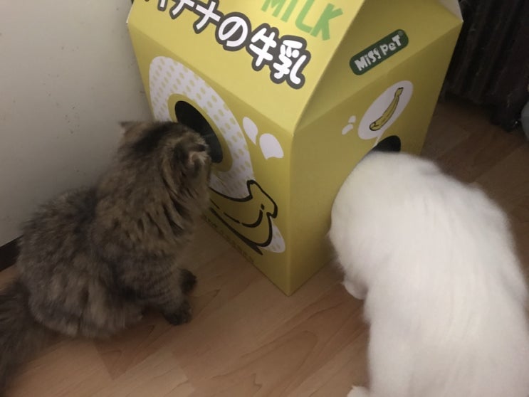  [묘한] 세젤귀 바나나우유 고양이스크래쳐하우스️