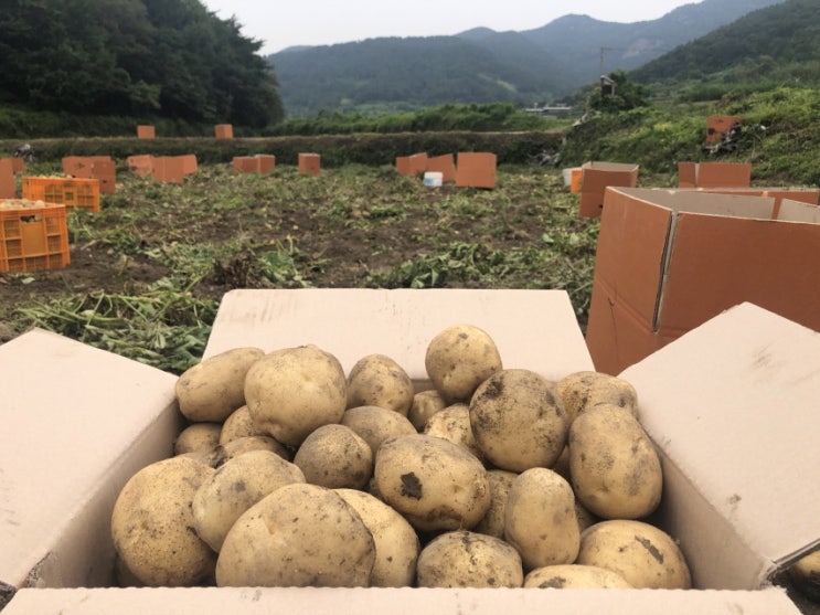  무농약 햇 수미감자(3,5,10kg)