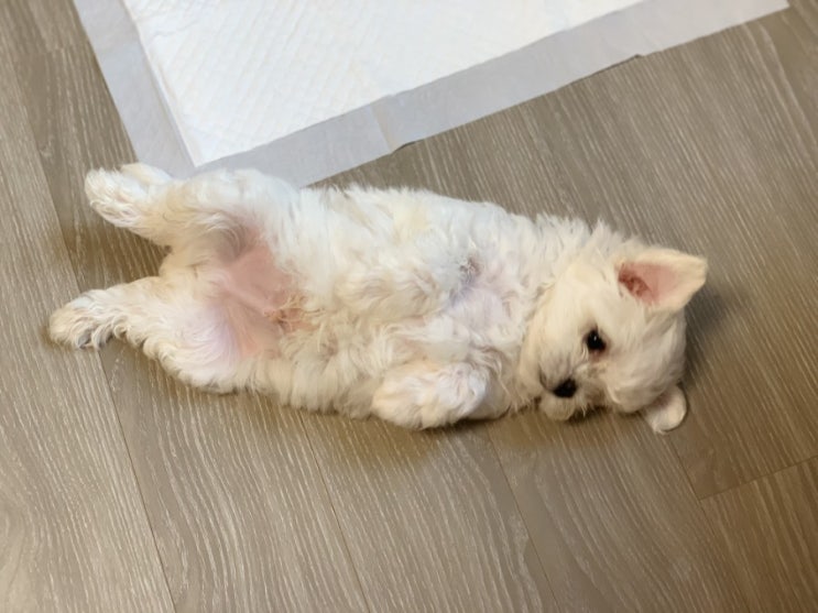  우리집 댕댕이 나나 귀염짤생후 78일 말티즈